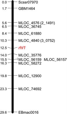 Forward Genetics Approach Reveals a Mutation in bHLH Transcription Factor-Encoding Gene as the Best Candidate for the Root Hairless Phenotype in Barley